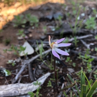 Caladenia fuscata (Dusky Fingers) at Mount Majura - 13 Sep 2020 by JasonC