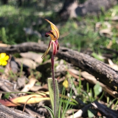 Caladenia actensis (Canberra Spider Orchid) at Mount Majura - 13 Sep 2020 by JasonC