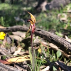 Caladenia actensis (Canberra Spider Orchid) at Majura, ACT - 13 Sep 2020 by JasonC