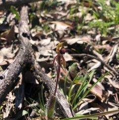 Caladenia actensis at suppressed - suppressed