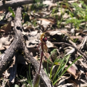 Caladenia actensis at suppressed - suppressed