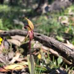 Caladenia actensis at suppressed - suppressed