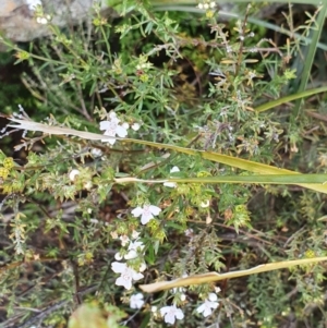 Westringia eremicola at Molonglo River Reserve - 12 Sep 2020