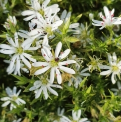 Stellaria pungens (Prickly Starwort) at Lower Molonglo - 12 Sep 2020 by BronwynCollins