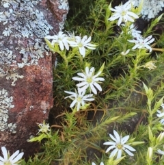 Stellaria pungens at Molonglo River Reserve - 12 Sep 2020