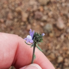 Linaria arvensis (Corn Toadflax) at Lower Molonglo - 12 Sep 2020 by BronwynCollins