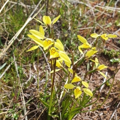 Diuris chryseopsis (Golden Moth) at Holt, ACT - 12 Sep 2020 by BronwynCollins