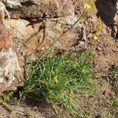 Bulbine glauca at Molonglo River Reserve - 6 Sep 2020