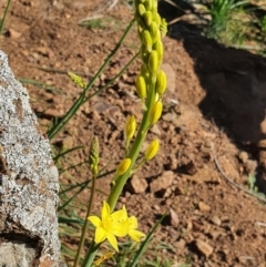 Bulbine glauca at Molonglo River Reserve - 6 Sep 2020