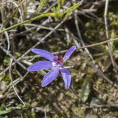 Cyanicula caerulea (Blue Fingers, Blue Fairies) at Mulligans Flat - 9 Sep 2020 by CedricBear