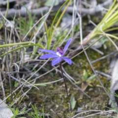 Cyanicula caerulea at Forde, ACT - 10 Sep 2020