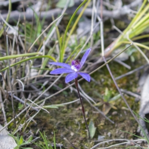 Cyanicula caerulea at Forde, ACT - 10 Sep 2020