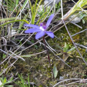 Cyanicula caerulea at Forde, ACT - 10 Sep 2020