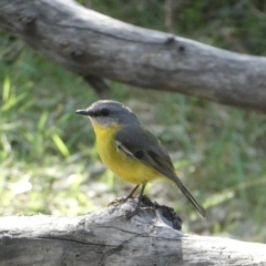 Eopsaltria australis (Eastern Yellow Robin) at Black Range, NSW - 14 Sep 2020 by Steph H