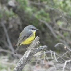 Eopsaltria australis at Black Range, NSW - 14 Sep 2020