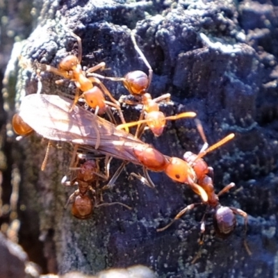 Papyrius nitidus (Shining Coconut Ant) at Holt, ACT - 14 Sep 2020 by Kurt