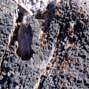 Papyrius nitidus at Holt, ACT - 14 Sep 2020