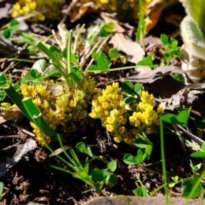 Lomandra bracteata at Holt, ACT - 14 Sep 2020