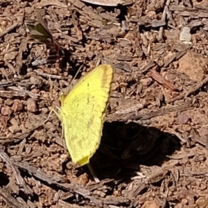 Eurema smilax at Holt, ACT - 14 Sep 2020