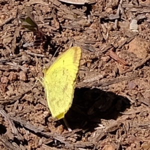 Eurema smilax at Holt, ACT - 14 Sep 2020 11:43 AM