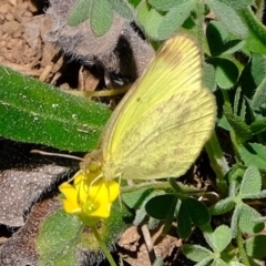 Eurema smilax at Holt, ACT - 14 Sep 2020 11:43 AM