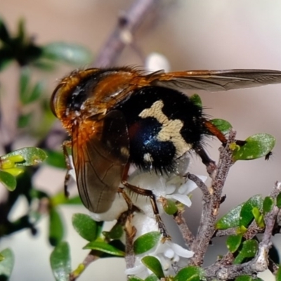 Microtropesa sp. (genus) (Tachinid fly) at Holt, ACT - 14 Sep 2020 by Kurt