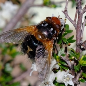 Microtropesa sp. (genus) at Holt, ACT - 14 Sep 2020