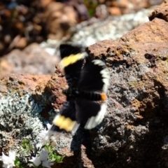 Eutrichopidia latinus (Yellow-banded Day-moth) at Holt, ACT - 14 Sep 2020 by Kurt