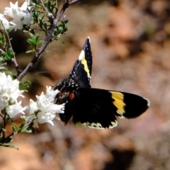 Eutrichopidia latinus at Holt, ACT - 14 Sep 2020