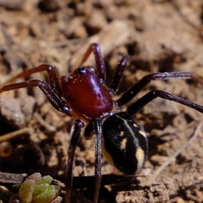 Habronestes bradleyi (Bradley's Ant-Eating Spider) at Woodstock Nature Reserve - 14 Sep 2020 by Kurt