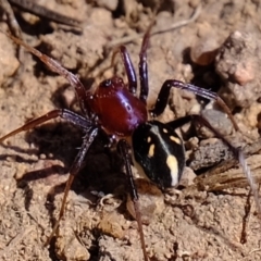 Habronestes bradleyi at Holt, ACT - 14 Sep 2020 12:26 PM