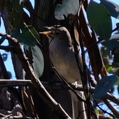 Colluricincla harmonica (Grey Shrikethrush) at Woodstock Nature Reserve - 14 Sep 2020 by Kurt