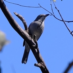 Colluricincla harmonica at Holt, ACT - 14 Sep 2020