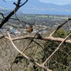 Pardalotus punctatus at Springdale Heights, NSW - 14 Sep 2020 12:19 PM