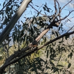 Pardalotus punctatus at Springdale Heights, NSW - 14 Sep 2020