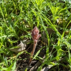 Orobanche minor (Broomrape) at Albury - 14 Sep 2020 by ChrisAllen