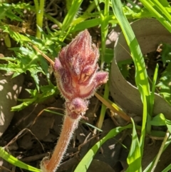 Orobanche minor at Albury - 14 Sep 2020