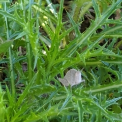 Goniaea sp. (genus) (A gumleaf grasshopper) at Red Light Hill Reserve - 14 Sep 2020 by ChrisAllen