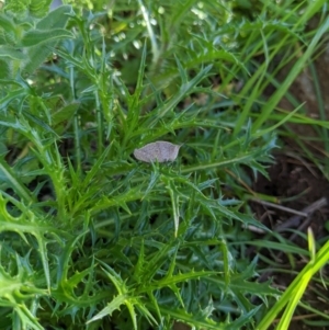 Goniaea sp. (genus) at Springdale Heights, NSW - 14 Sep 2020 12:57 PM