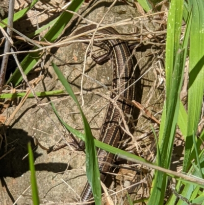 Ctenotus robustus (Robust Striped-skink) at Albury - 14 Sep 2020 by ChrisAllen