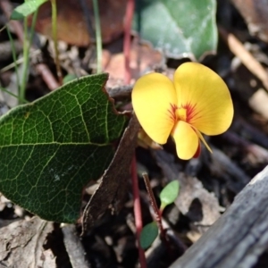 Platylobium montanum subsp. montanum at Wee Jasper, NSW - 14 Sep 2020