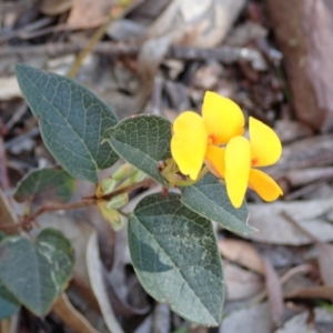 Platylobium montanum subsp. montanum at Wee Jasper, NSW - 14 Sep 2020