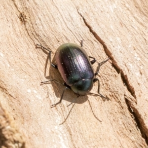 Chalcopteroides columbinus at Higgins, ACT - 10 Sep 2020 10:39 AM