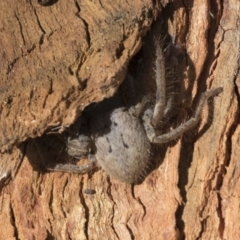 Isopeda (genus) (Huntsman Spider) at Higgins, ACT - 10 Sep 2020 by AlisonMilton