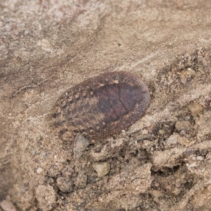 Laxta sp. (genus) at Higgins, ACT - 10 Sep 2020 10:39 AM