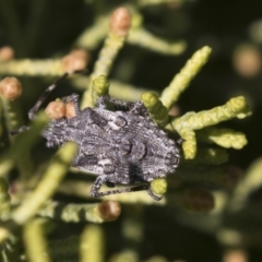 Alcaeus varicornis (Acacia shield bug) at Macquarie, ACT - 10 Sep 2020 by AlisonMilton