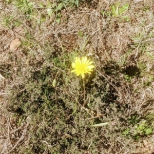 Microseris walteri at Lake George, NSW - 14 Sep 2020