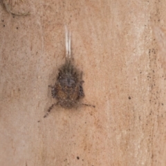 Fulgoroidea (superfamily) (Unidentified fulgoroid planthopper) at Higgins, ACT - 10 Sep 2020 by AlisonMilton