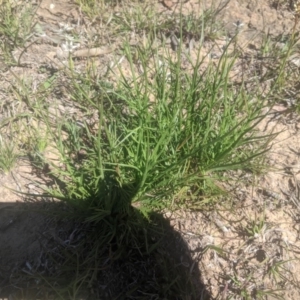 Eryngium ovinum at Lake George, NSW - 14 Sep 2020