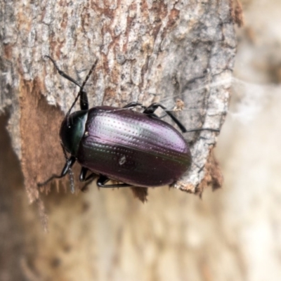 Chalcopteroides columbinus (Rainbow darkling beetle) at Holt, ACT - 10 Sep 2020 by AlisonMilton